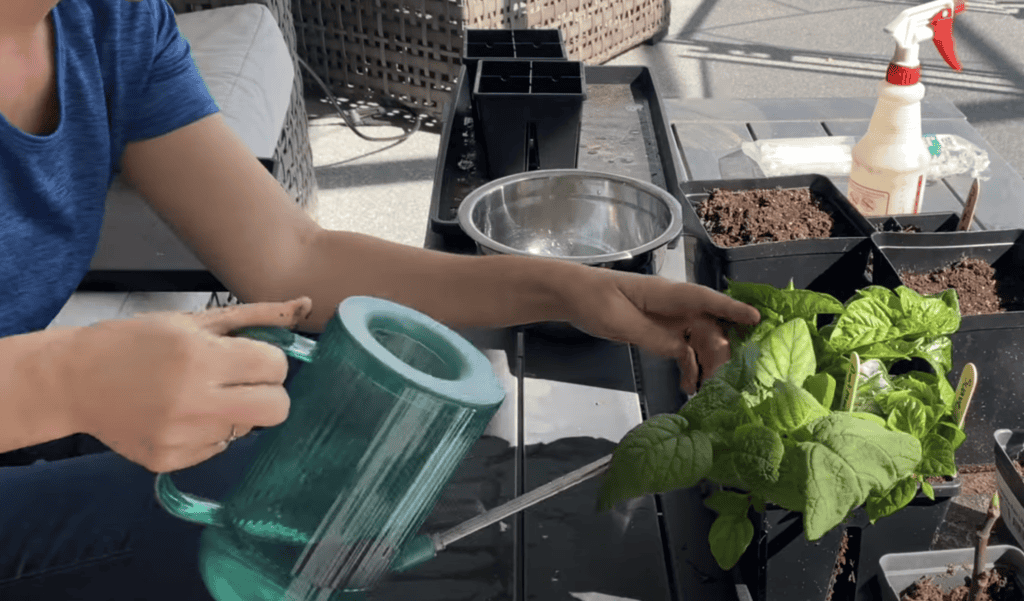 Transplanting from an AeroGarden